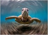 Conservation - our projects