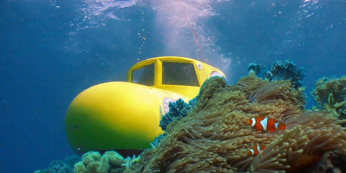 Tropical island location with so many types of coral to explore and clown fish too.