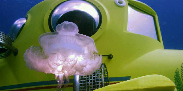 Magnificent jelly fish - just inches away. Every dive is different.